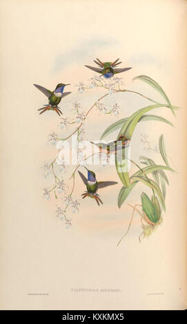 Planche 150 tirée d'une monographie sur Trochilidæ, illustrant des espèces de colibris avec des détails sur le plumage, la morphologie et la coloration. Banque D'Images