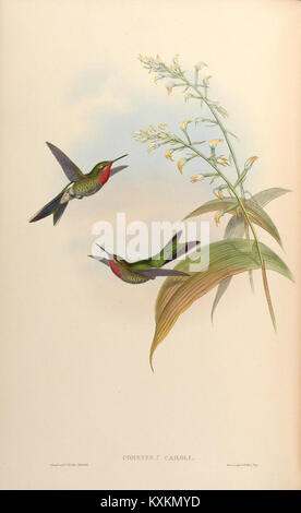 Cette monographie se concentre sur la famille des Trochilidae, ou colibris, fournissant des illustrations détaillées et des descriptions de l'anatomie, du comportement et de la distribution écologique des espèces. Banque D'Images