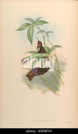 Cette plaque représente d'autres espèces Trochilidæ, en se concentrant sur les caractéristiques morphologiques distinctives et la coloration des plumes à des fins d'identification. Banque D'Images