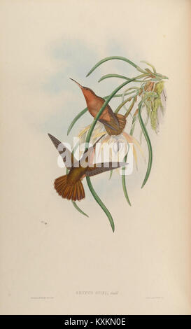 Cette monographie se concentre sur la famille des colibris Trochilidae, fournissant des illustrations détaillées et des renseignements sur leurs espèces, leurs caractéristiques et leur classification. Il constitue une ressource importante pour les ornithologues qui étudient la taxonomie et les comportements des colibris. Banque D'Images