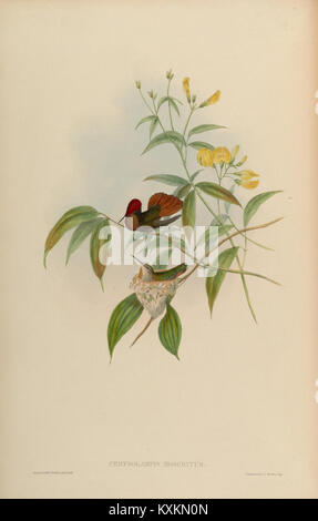 Cette illustration représente des colibris de la famille Trochilidæ, mettant en évidence des caractéristiques détaillées, des motifs de couleur et des variations d'espèces au sein de la famille. Banque D'Images