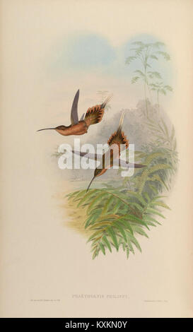 Cette monographie se concentre sur la famille Trochilidæ, mettant en évidence les espèces de colibris avec des illustrations détaillées de leur anatomie, de leur alimentation, de leur vol et de leurs interactions écologiques. Banque D'Images