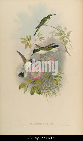 La planche 217 de la monographie de la famille des Trochilidae représente diverses espèces de colibris, mettant en valeur leurs caractéristiques uniques et leur diversité. Banque D'Images
