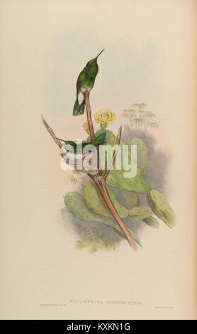 Illustration tirée d'Une monographie de la Trochilidæ, ou famille des colibris-oiseaux, planche 223, montrant la coloration et l'anatomie détaillées d'une espèce de colibris dans le cadre de la documentation ornithologique du XIXe siècle. Banque D'Images