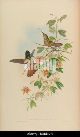 La plaque représente des espèces de la famille des Trochilidae, ou colibris, illustrant leur morphologie, leur plumage et leurs caractéristiques physiques. La monographie détaille leur comportement, leurs habitudes alimentaires et leur distribution écologique. Banque D'Images
