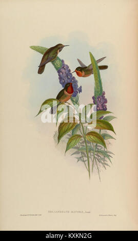 La planche 246 de la monographie de Trochilidæ illustre des espèces de colibris, détaillant la structure des ailes, les plumes de la queue, la forme du bec et le plumage à titre de référence taxonomique. Banque D'Images