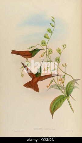 Cette plaque représente plusieurs espèces de colibris, illustrant leurs traits physiques, leurs comportements et leur classification au sein de la famille des oiseaux Trochilidae. Banque D'Images