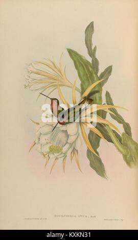 Plaque scientifique illustrant les Trochilidae ou colibris, montrant la structure du bec, la morphologie des ailes, les plumages, et des détails anatomiques pour la recherche taxonomique. Banque D'Images