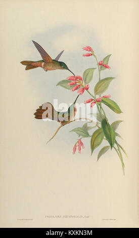 La planche 269 de la monographie des Trochilidae illustre diverses espèces de colibris, détaillant leur morphologie, leur coloration, leurs comportements et leur classification scientifique. Banque D'Images