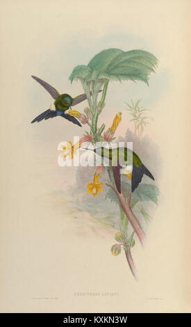 Cette monographie sur la famille Trochilidæ se concentre sur les colibris, avec la planche 273 illustrant diverses espèces et leurs caractéristiques anatomiques distinctives. L’étude contribue à la compréhension de leur comportement et de leur habitat. Banque D'Images