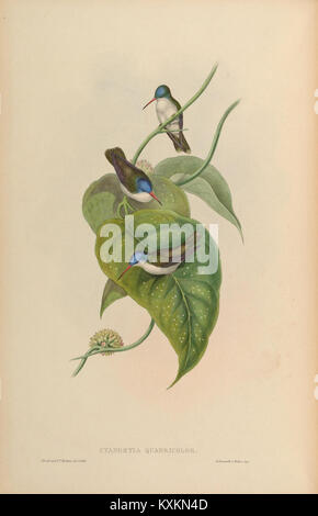 La planche 284 d'une monographie de Trochilidæ illustre des espèces de colibris, détaillant leurs structures anatomiques, leur coloration des plumes et leurs traits morphologiques pour l'étude scientifique et la classification. Banque D'Images