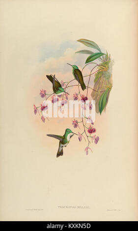 Cette plaque tirée d'une monographie sur la famille des Trochilidae illustre différentes espèces de colibris. Il fournit une représentation détaillée de leurs caractéristiques anatomiques, de leur comportement et de leurs rôles écologiques dans leurs habitats naturels. Banque D'Images