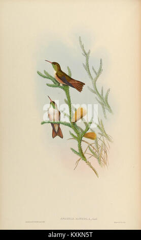 Une plaque monographique de Trochilidae illustrant les espèces de colibris, leurs capacités de vol et leur plumage coloré. Banque D'Images