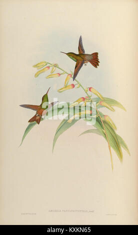 Cette monographie, planche 310, représente des espèces de la famille Trochilidæ (colibris), montrant leurs caractéristiques physiques, leur taxonomie et leur habitat. Banque D'Images