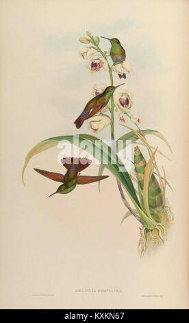 Cette plaque tirée de 'Une monographie des Trochilidae' illustre diverses espèces de colibris, détaillant leurs caractéristiques physiques, leur comportement et leur importance écologique dans les environnements tropicaux. Banque D'Images