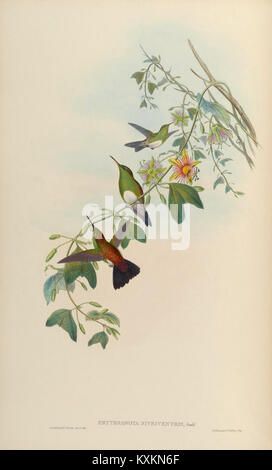 La planche 319 de la monographie des Trochilidae présente des colibris avec des illustrations et des descriptions détaillées, mettant l'accent sur leurs traits et comportements spécifiques à l'espèce pour l'étude scientifique. Banque D'Images