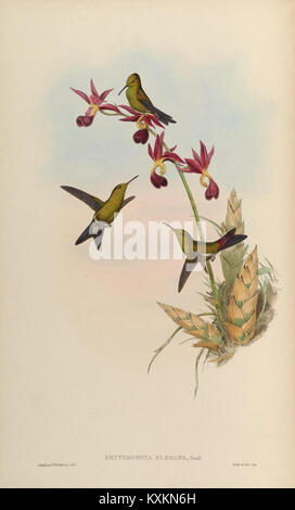 Cette monographie se concentre sur la famille des colibris Trochilidæ et présente des illustrations détaillées dans la planche 320. Le travail explore diverses espèces au sein de la famille, contribuant ainsi aux connaissances ornithologiques et à la conservation des oiseaux. Banque D'Images