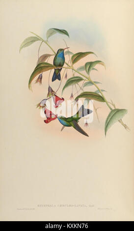 Une plaque scientifique détaillée tirée de la monographie Trochilidae, illustrant différentes espèces de colibris avec une précision taxonomique et anatomique. Banque D'Images