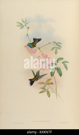 Cette monographie sur la famille des Trochilidae se concentre sur les colibris, fournissant des recherches détaillées, des illustrations et des informations sur leur morphologie, leur comportement et leur taxonomie. Banque D'Images