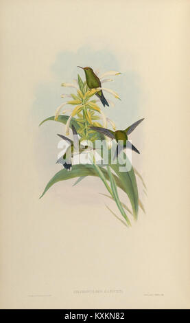 La planche 351 tirée d'une monographie sur la famille Trochilidæ représente diverses espèces de colibris, mettant en évidence leurs caractéristiques anatomiques, leurs motifs de plumage et facilitant l'étude ornithologique et la classification. Banque D'Images