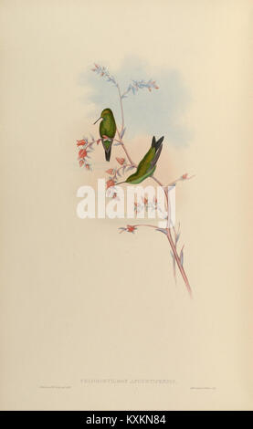 Une plaque détaillée tirée de *Une monographie des Trochilidae* représentant une espèce de colibris, soulignant leur plumage distinctif, leurs habitudes alimentaires et l'étude scientifique de la famille des Trochilidae. Banque D'Images