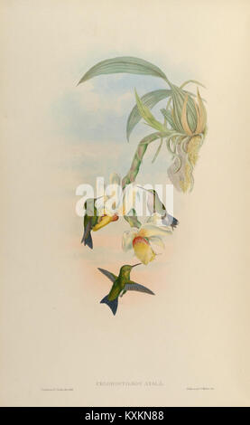 La planche 356 de la monographie de Trochilidæ représente des espèces de colibris, montrant des détails anatomiques, des motifs de plumage et des caractéristiques d'identification de l'espèce pour référence scientifique. Banque D'Images