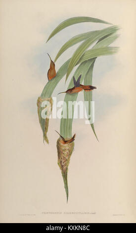 Ce titre fait référence à une étude scientifique détaillée de la famille des colibris, Trochilidae, avec une référence spécifique à la planche 36, qui représente diverses espèces. Banque D'Images