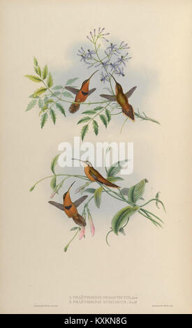 Cette monographie comprend une plaque illustrant diverses espèces de Trochilidæ, soulignant leur morphologie, leur coloration et leurs caractéristiques distinctives pour l'étude scientifique et ornithologique. Banque D'Images