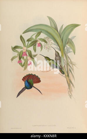 Cette monographie se concentre sur la famille Trochilidæ, examinant en détail les colibris à travers la planche 44. Les illustrations présentent diverses espèces et leurs traits écologiques et comportementaux clés. Banque D'Images