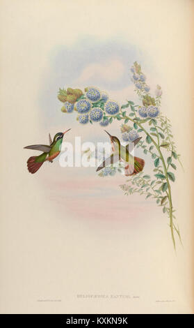 La planche 65 de la monographie de Trochilidæ montre des espèces de colibris avec des vues détaillées de la forme du bec, des motifs de plumage, de la disposition de la queue et de la morphologie des ailes pour étude scientifique. Banque D'Images