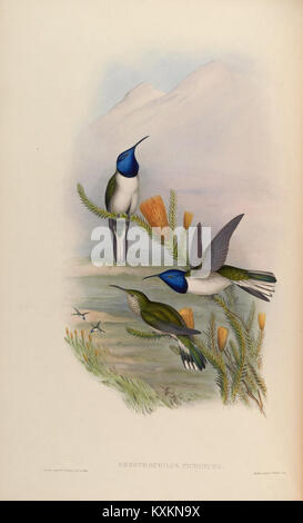 La planche 69 de la monographie de Trochilidæ illustre des espèces de colibris avec des représentations détaillées du plumage, de la forme du bec, de la structure des ailes et des plumes de queue pour l'étude taxonomique. Banque D'Images