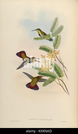 Planche 80 tirée d'Une monographie des Trochilidae, montrant une espèce de colibris dans une illustration détaillée en couleur, documentant la morphologie et la distribution pour étude scientifique. Banque D'Images