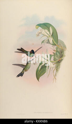 La planche 97, tirée d'une monographie de colibris, illustre la diversité de la famille des Trochilidae, montrant des variations dans les espèces, la morphologie et le plumage. Banque D'Images