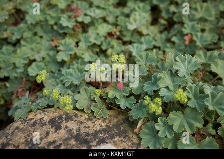 Alchemilla erythropoda Banque D'Images