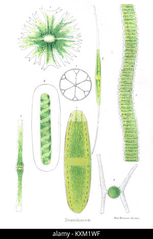 Desmidiaceae, 19e siècle chromolithographie Banque D'Images