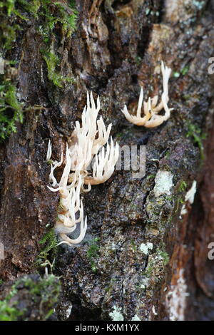 Les champignons, Lentaria subcaulescens , croissance sur un très vieux chêne. Banque D'Images