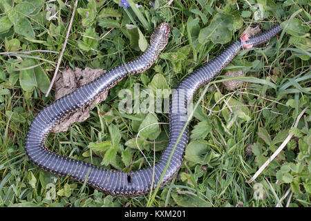 L'additionneur masculins (Vipera berus) après avoir été attaqué par les pies. Surrey, UK. Banque D'Images