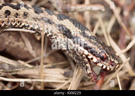 L'additionneur masculins (Vipera berus) après avoir été attaqué par les pies. Surrey, UK. Banque D'Images