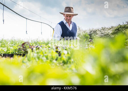 Récolter des plantes agriculteur Banque D'Images