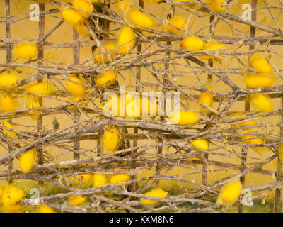 Les cocons de vers à soie jaune chrysalide dans les nids Banque D'Images