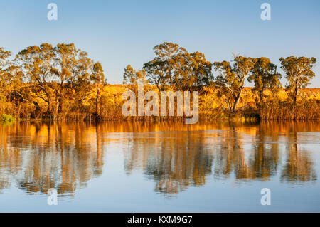 La lumière du matin sur les rives du fleuve Murray. Banque D'Images