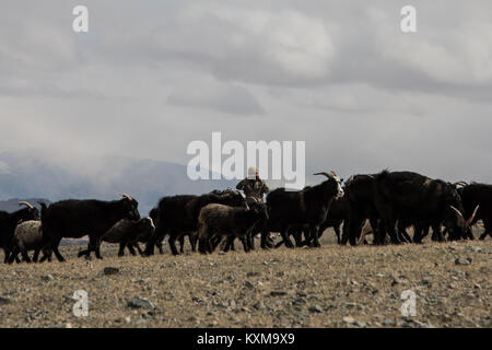 Goat keeper shepherd prendre des photos des montagnes enneigées de l'hiver mongol Banque D'Images