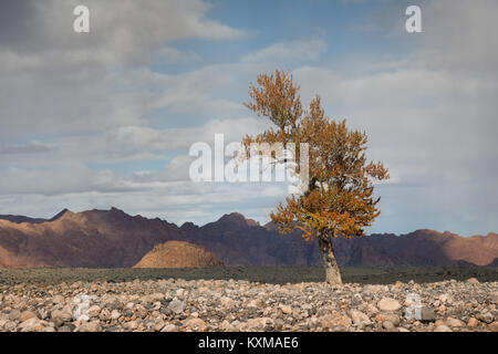 Feuilles d'automne jaune Mongolie arbre paysage river bank Banque D'Images