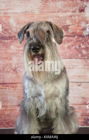 Portrait du schnauzer standard Banque D'Images