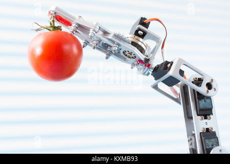 La tomate est titulaire d'un robot dans son bras Banque D'Images