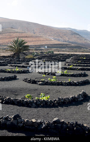 Un vignoble près de Yaiza, Lanzarote, îles Canaries, Espagne. Banque D'Images