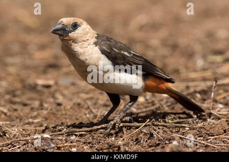 White-Headed Buffalo Weaver Banque D'Images