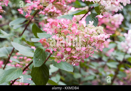 L'Hydrangea paniculata fleurs. Banque D'Images