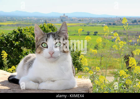 Chat domestique, tabby noir blanc, smiling Banque D'Images