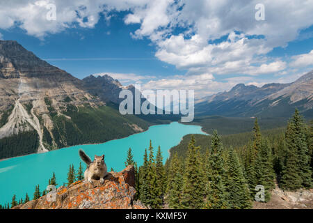 Du au le lac Peyto, Banff National Park, Alberta, Canada Banque D'Images